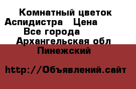 Комнатный цветок Аспидистра › Цена ­ 150 - Все города  »    . Архангельская обл.,Пинежский 